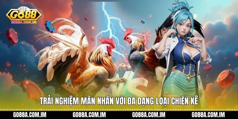 Trải nghiệm mãn nhãn với đa dạng loại chiến kê 